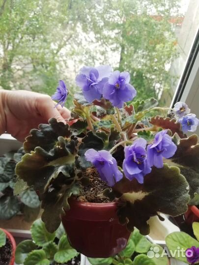 Фиалка детки