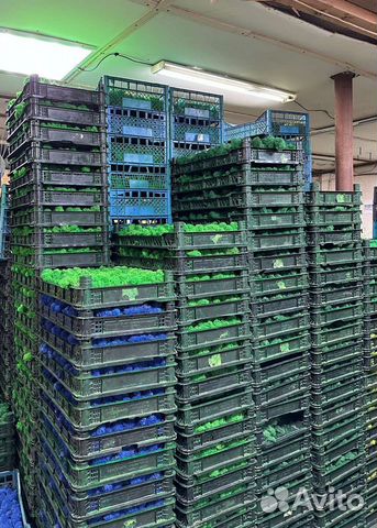 Стабилизированный мох ягель 4 кг, арт 33