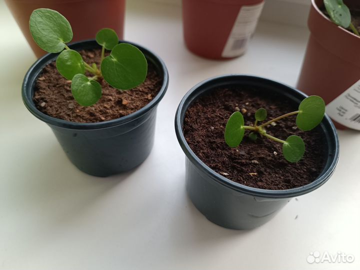 Пелея пеперомиевиедная ростки