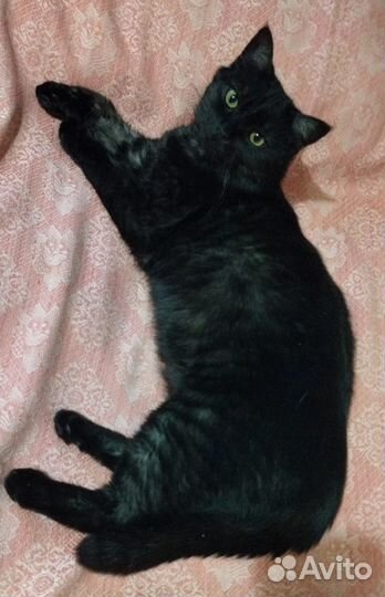 Сибирский котик