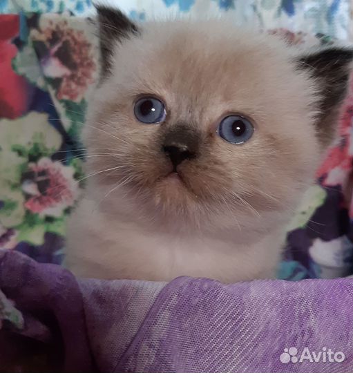 Красавчики британцы