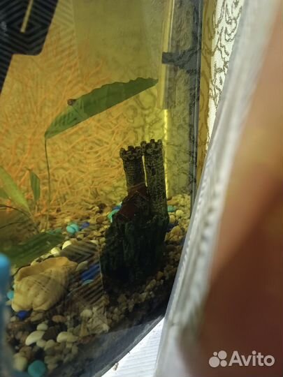 Аквариум с рыбками