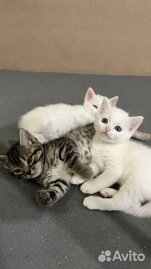 Кошка в дар