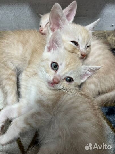 Котята в добрые руки мальчики