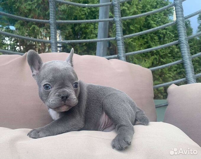 Французский бульдог щенки лиловые, голубые