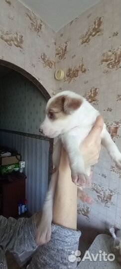 Щенки бесплатно