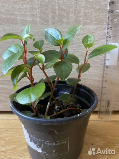 Пеперомия головатая Глабелла