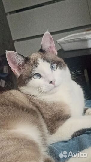 Отдам в хорошие руки