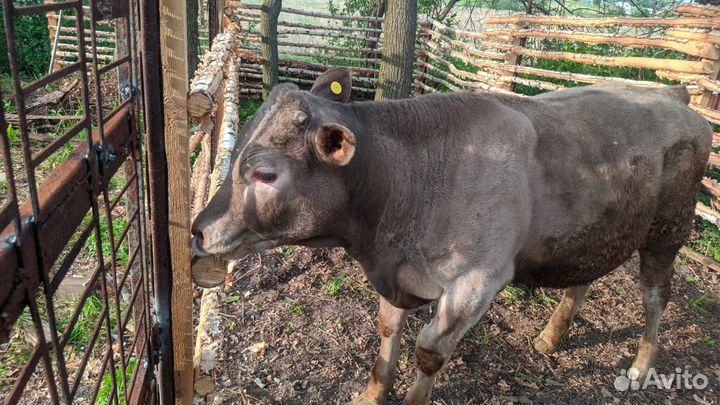 Бычек на племя