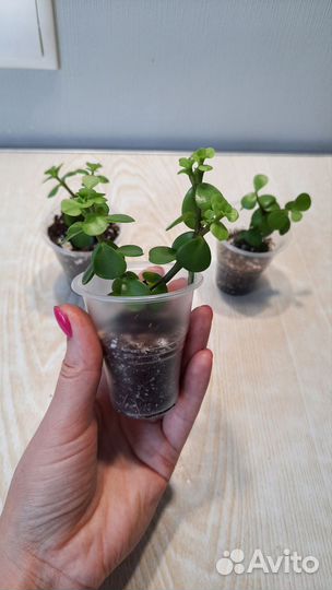 Комнатные растения бесплатно