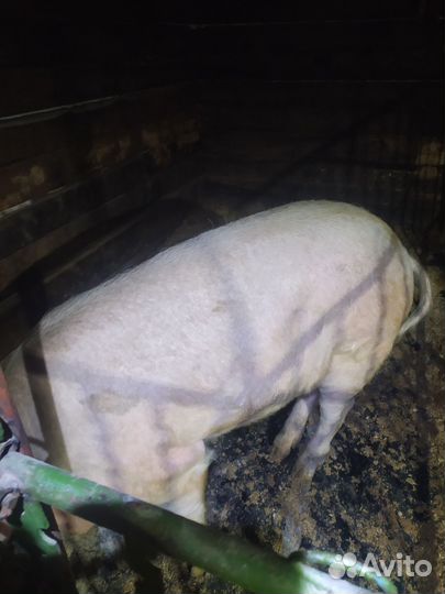 Продажа семя хряка