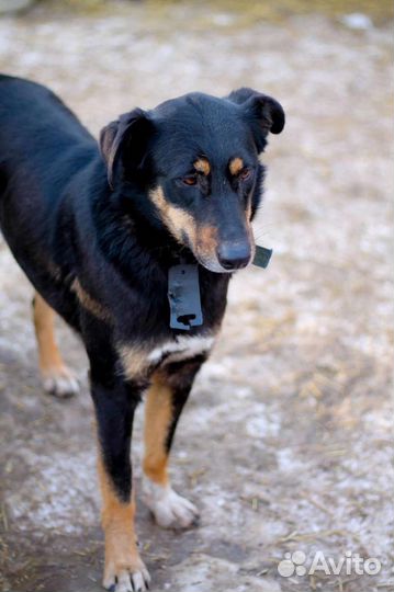 Девочка Тайга