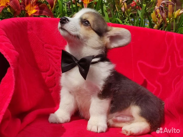 Вельш-корги пемброк в Санкт-Петербурге