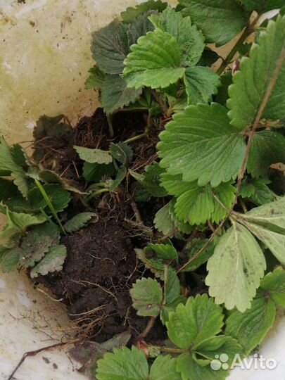 Рассада клубники