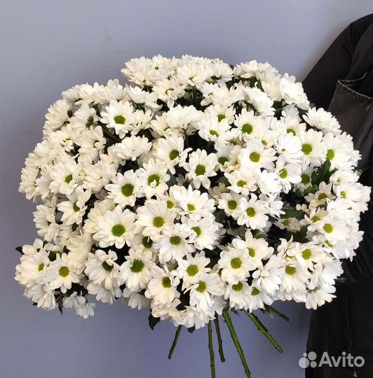 Хризантема