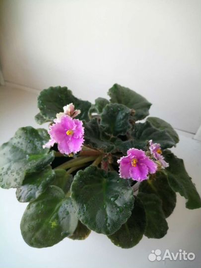 Фиалки, глоксинии, тидии