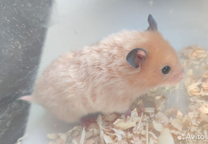 Сирийский хомяк малыш
