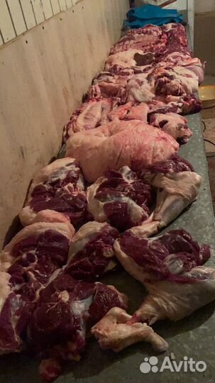 Бараны, овцы, ярки ягнята