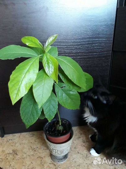 Молодое растение авокадо