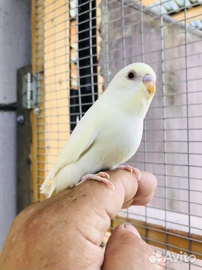 Птенцы волнистый попугай