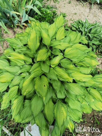 Хосты разные