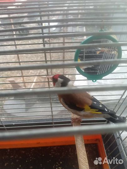 Щеголы зеленушки