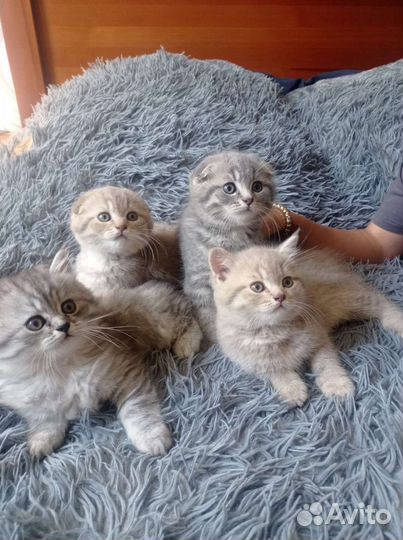 Шотландская вислоухая кошка