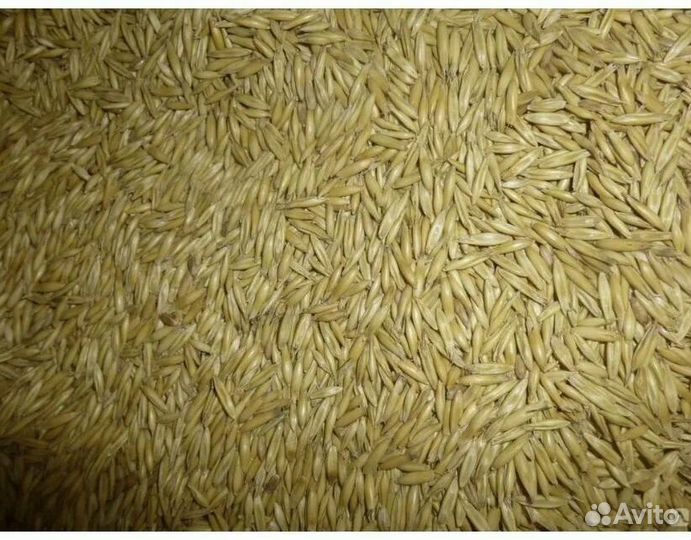 Овес семенной