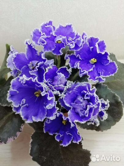 Детки сортовых фиалок