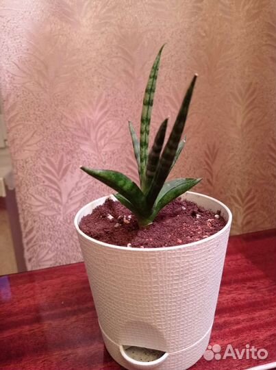 Сансевиерия сортовая