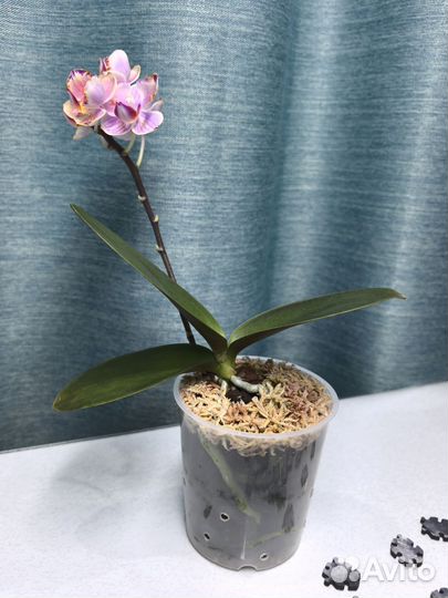 Орхидея фаленопсис бабочка