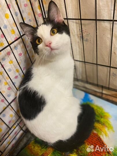 Мальчик в черно-белом(5,5 мес.) в добрые руки