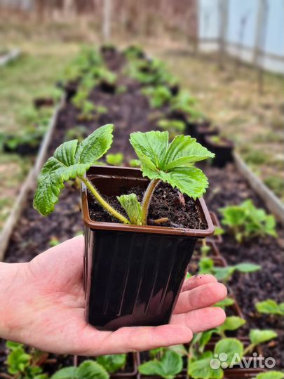 Саженцы клубника (земляники садовой) Альба, Элиани