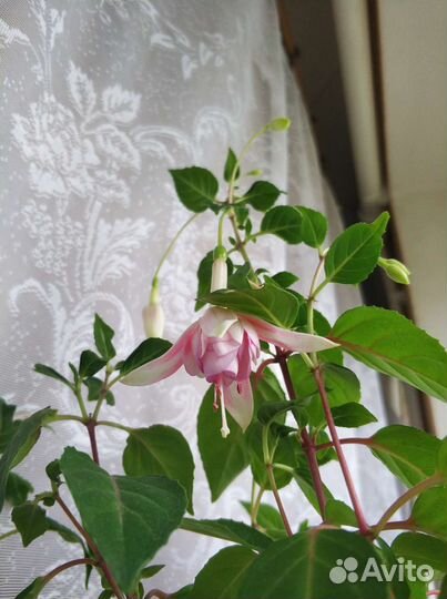 Фуксия Laura Biolcati-Rinaldi