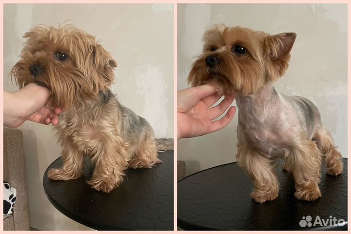 Услуги грумера, стрижка собак