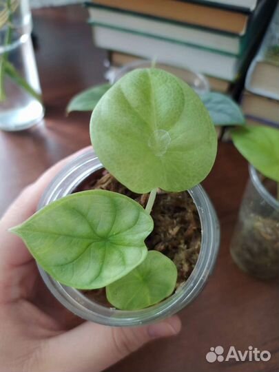 Алоказия Серебряный дракон