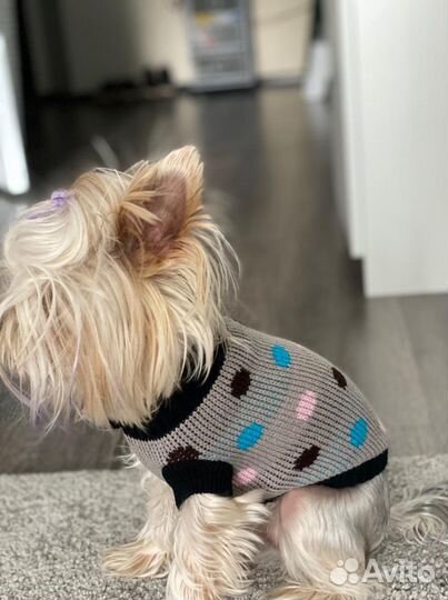 Кофта для собак