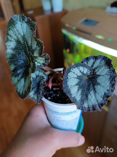 Бегония декоративно лиственная