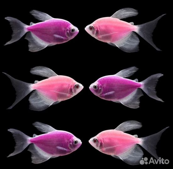 Тернеция глофиш