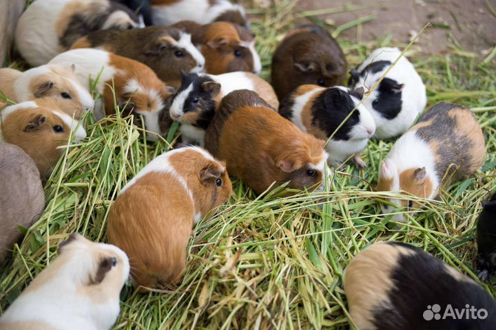 Морские свинки