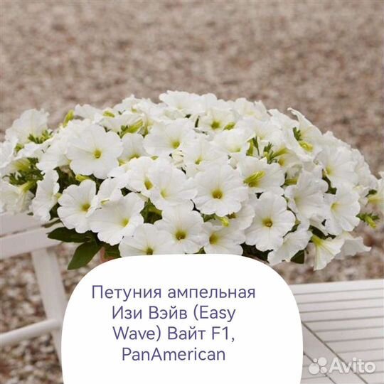 Петуния Ампельная