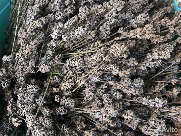 Лаванда английская органическая рассада