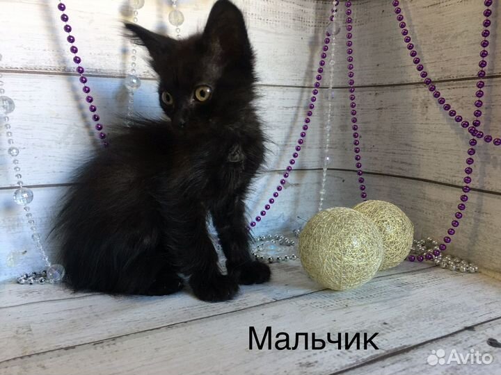 Кошки в добрые руки