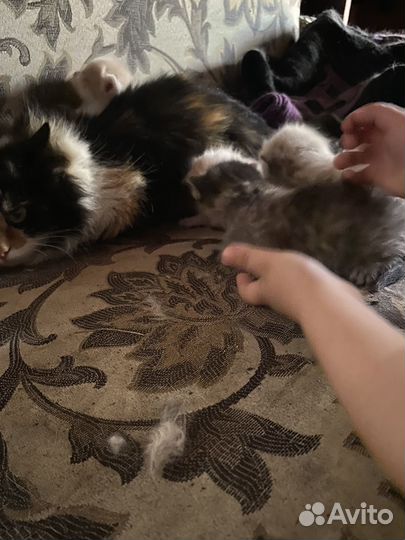 Котята в добрые руки даром