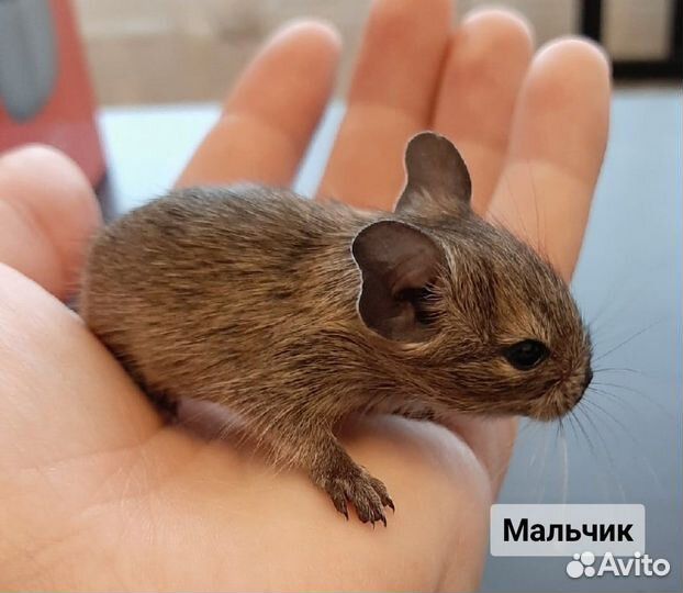 Малыши дегу