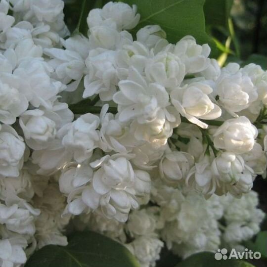 Сирени в Новосибирске