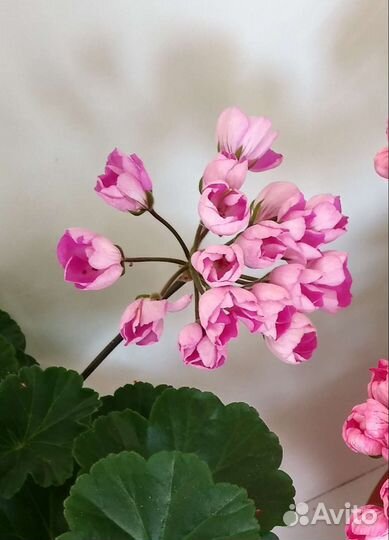 Пеларгонии тюльпановидные