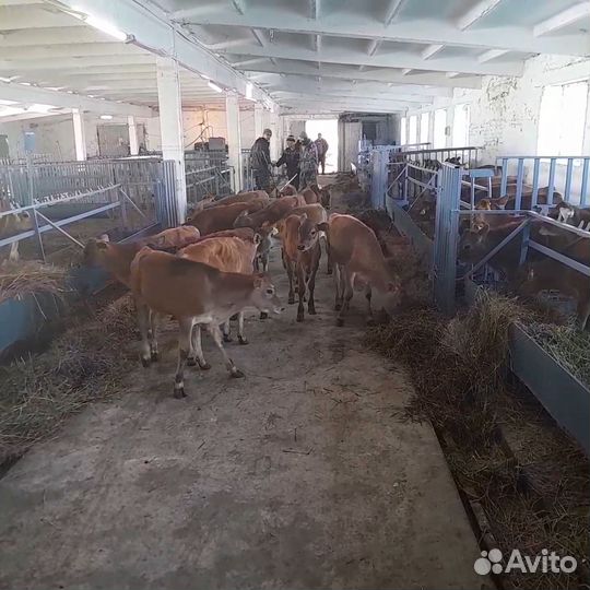 Бычки телята