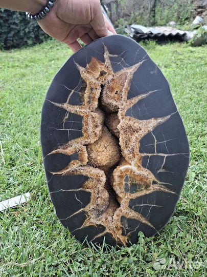 Окаменелости аммониты, септарии