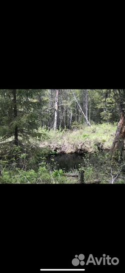 Охота на гуся,рыбалка, сплав, баня, отдых в тайге